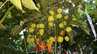WHP 006 - Pepper Seeds - White Hot Peppers